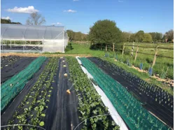 Cultures de plein champ ou de serres